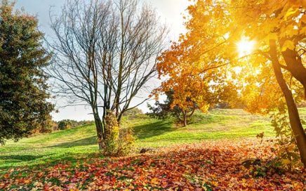 Blog Header Autumn Park